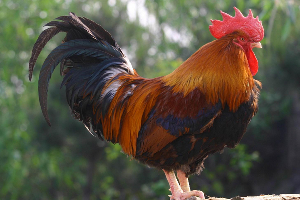 該怎么預(yù)防治療腸炎？戳進(jìn)來