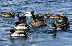 鴨子不停的擺頭，抖震、勾背的病因