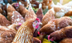 出現(xiàn)咳嗽呼嚕流鼻涕？秋天常發(fā)病你都不知道怎