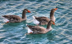 做好冬季鴨子養(yǎng)殖怎么才能多長(zhǎng)肉多賣錢？