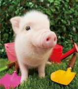 豬嘔吐都是什么原因導致的，簡單通俗的告訴你