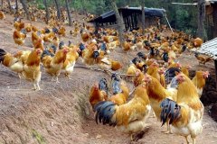 養(yǎng)雞過(guò)程中不能做的八件事，養(yǎng)殖戶要記牢！(技