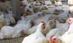 現(xiàn)在這個季節(jié)肉雞無法掙到錢？腺肌胃炎越來越