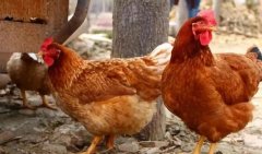 養(yǎng)雞過程中不能做的八件事，養(yǎng)殖戶要記牢！(技