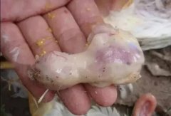 肉雞最頭疼的還是腺肌胃炎，到底該怎么解決？