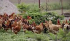 養(yǎng)雞冬天你不注重呼吸道疾?。磕强删凸μ澮缓? /></a>
                                                        </div>
                                                    </div>
                                                    <div   id=