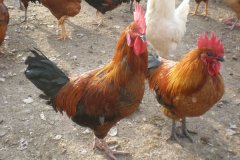 蛋雞怎么才能多下蛋？注意好這幾點(diǎn)就行了！