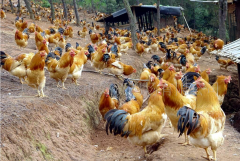 家禽夏季熱應激拉稀腸道菌群失調(diào)！