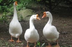 養(yǎng)鵝飼料配方，可以用玉米秸稈養(yǎng)鵝