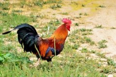 秋天馬上結(jié)束，冬天即將到來(lái)。廣大養(yǎng)雞戶最頭