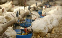 肉雞如何預防球蟲??？