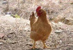 大腸桿菌能引發(fā)哪些疾??？（保存收藏）