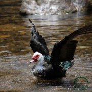 為什么養(yǎng)殖番鴨別人賺錢你卻折本？問題就出在