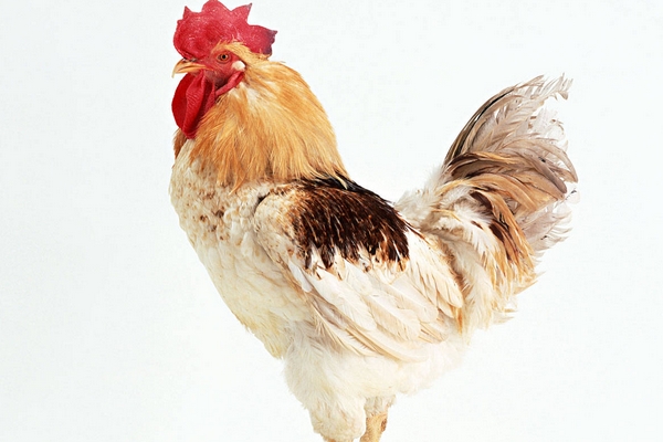 家禽防控大腸桿菌的妙訣！