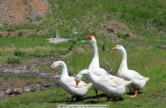 治療家禽異常糞便、腸道過料等問題！讓養(yǎng)殖戶